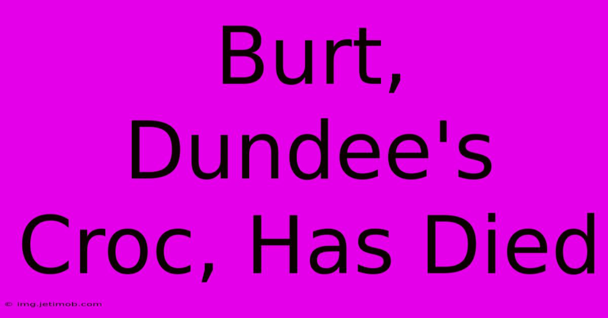 Burt, Dundee's Croc, Has Died